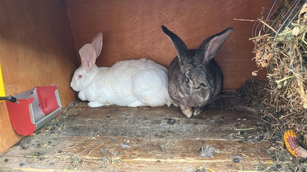 Vând iepuroaica fluture german