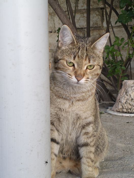 Кошка в добрые руки