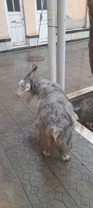 Ечки сотилади арзон нархда!