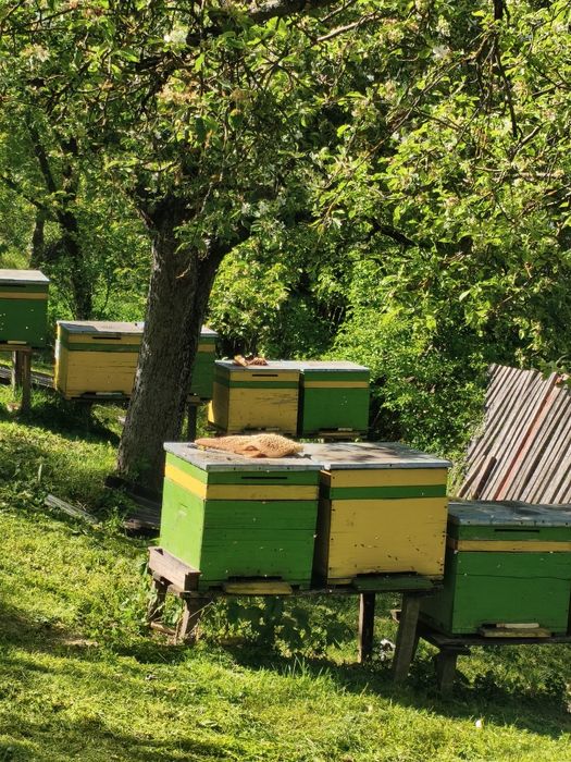 Familii / stupi de albine