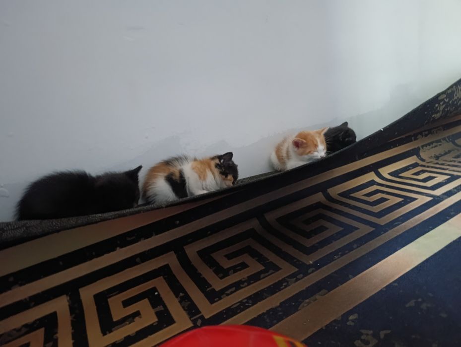 Кошка бесплатно доставка есть