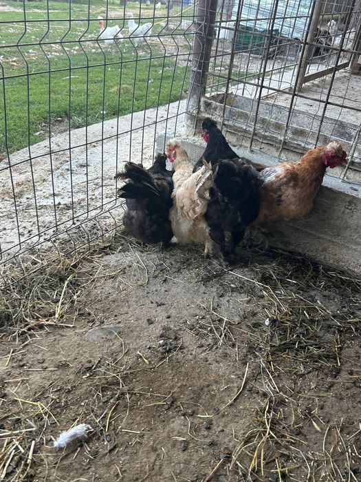 Cocoși și Găini moțate