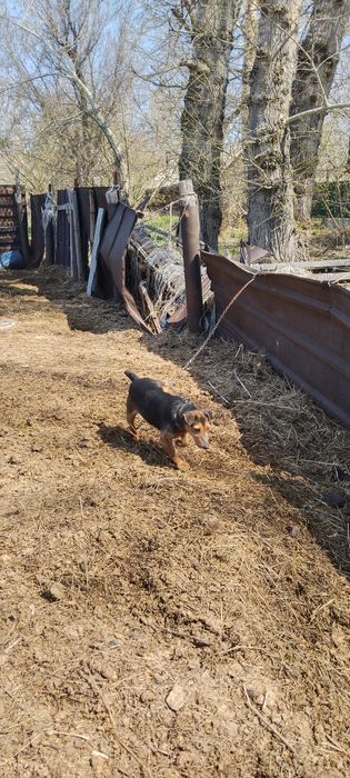 Продам Ягтериера