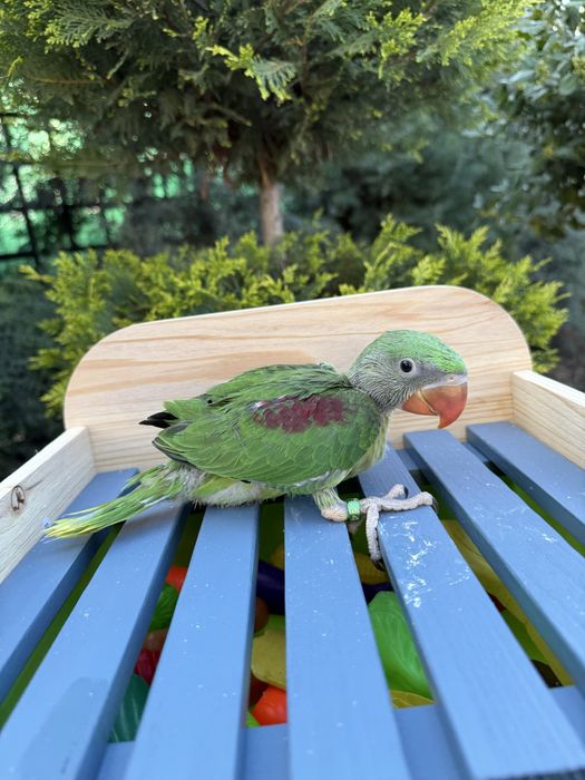 Puiut deosebit de bland papagal Marele Alexandru Alexander