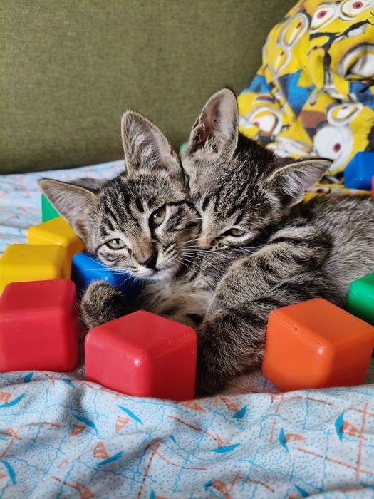 Отдам котят в добрые руки
