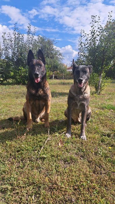 Кученце белгийска овчарка