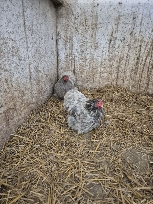 Disponibile perechi și oua cochinchina pitic