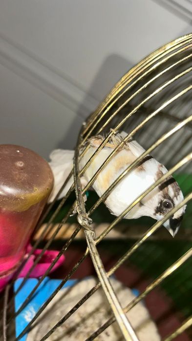 Японские Амадин.