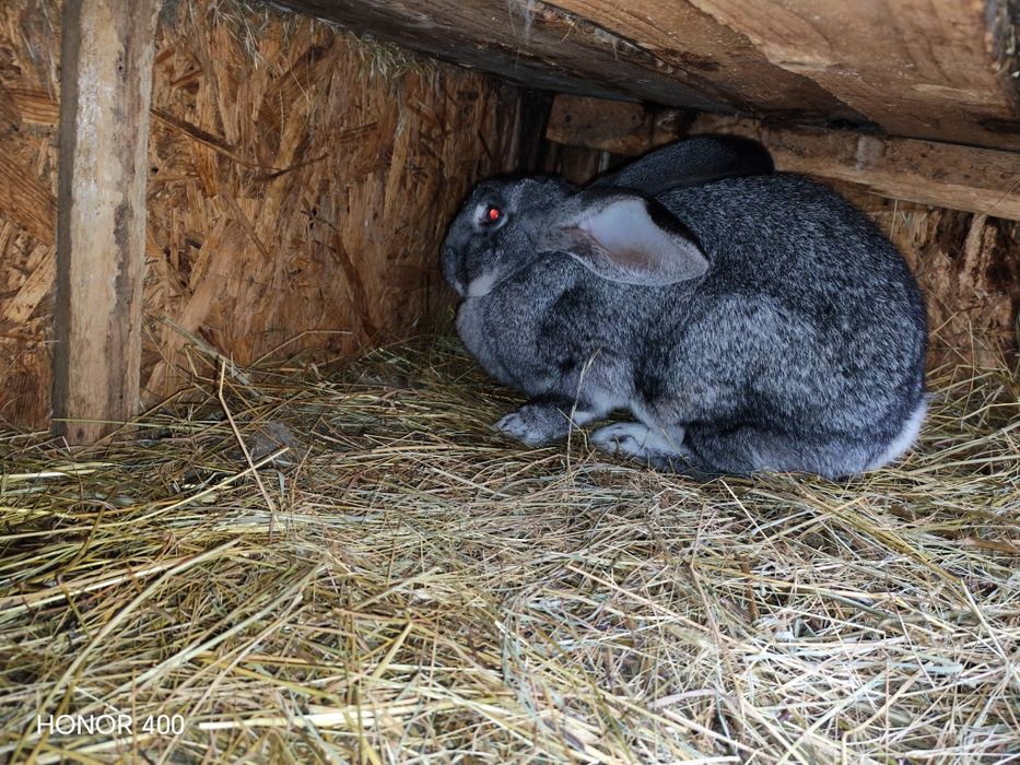 De vanzare ce se vede