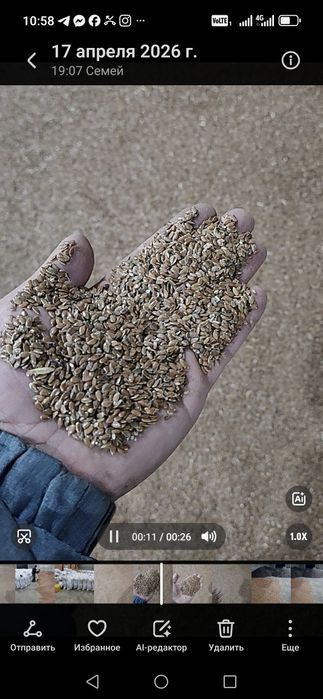 Продам семена льна