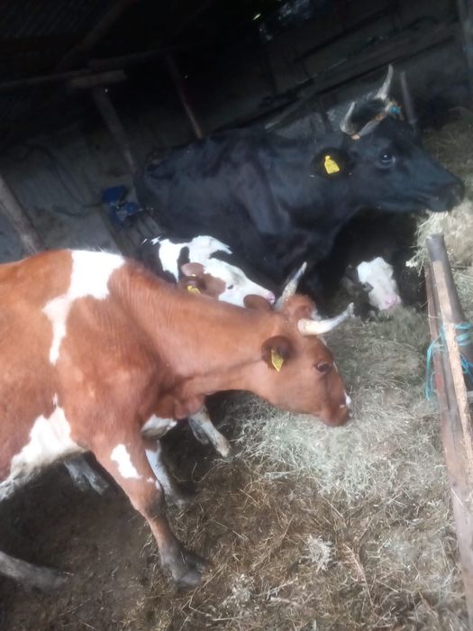 2 vaci la prima fatare   4 vițele si 1 tauras