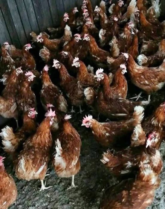 ‼️04-05 -06-februarie 2026 livrăm in județul BV.  SB. CV. MS. HR.   ‼️