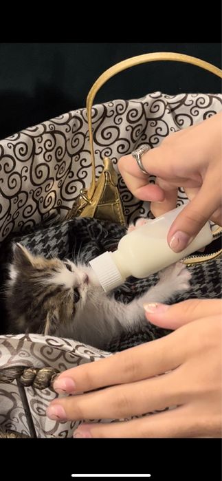 Котенка 1 месяц