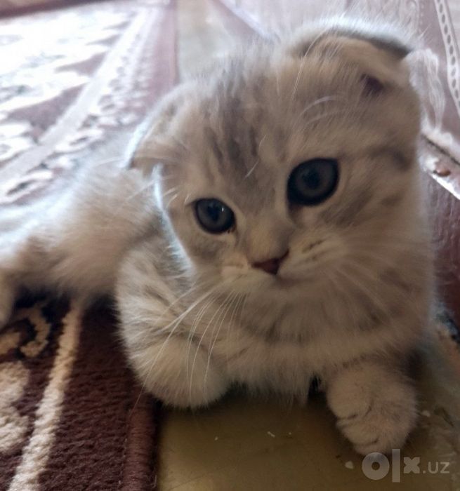 Котенки Скоттиш Фолд Шиншилла