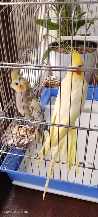 Karella popugay toti qush