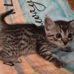 Котята очаровательные