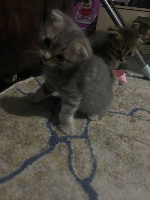 Отдам котят в добрые руки