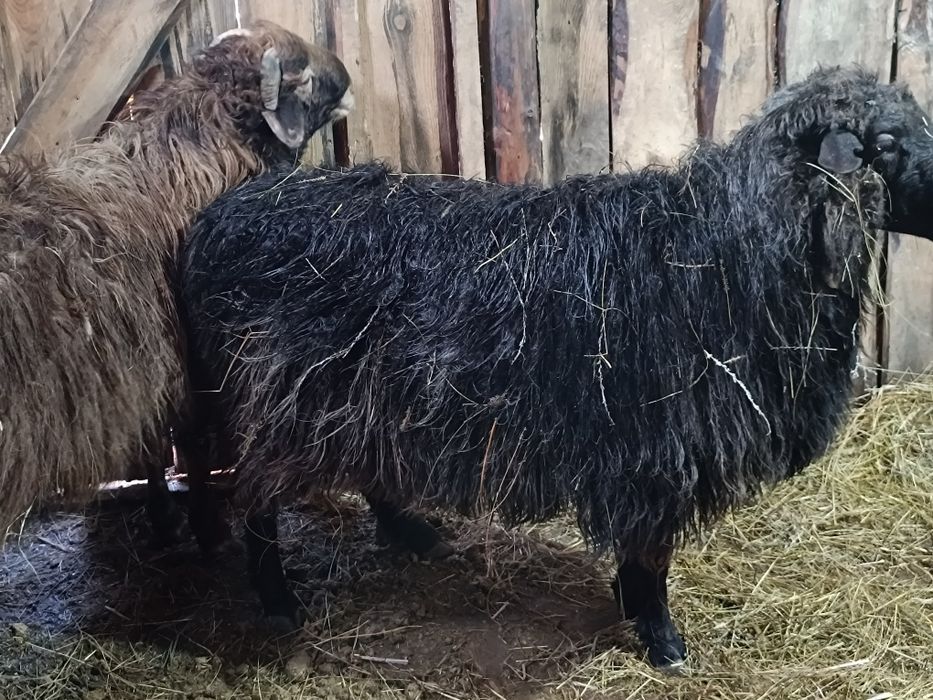 Продам кошкар 3 головы