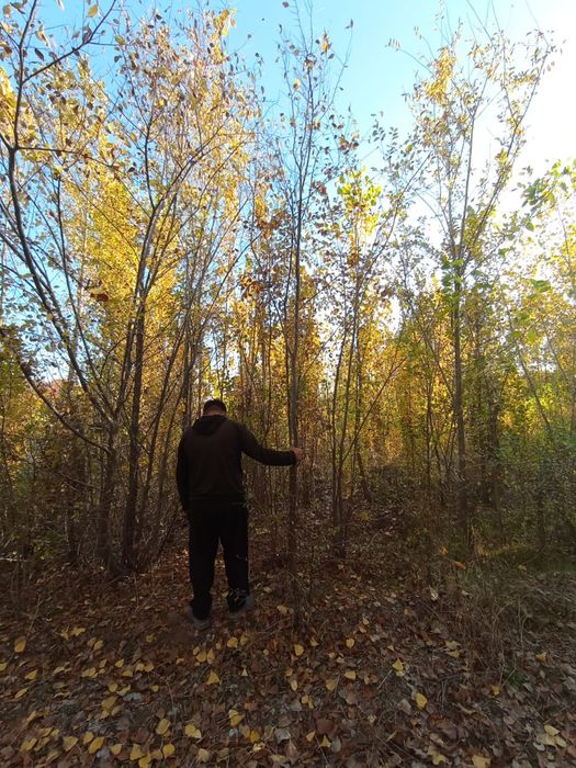 Карагаш Вяз Живая Изгород