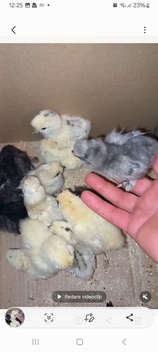 Pui de mătase japoneză diferite curori și pui de pitică