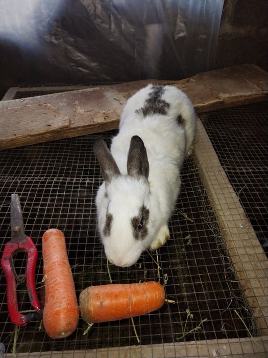 Quyon sotlad soglom boqilgan