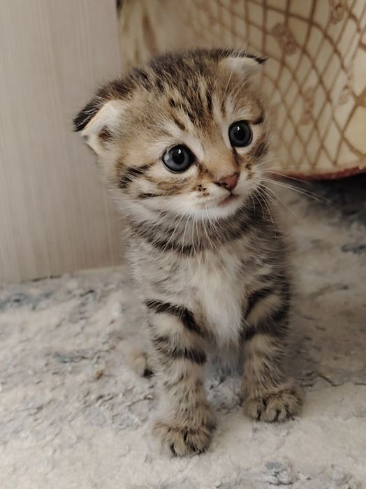 Красивые котята вислоухие