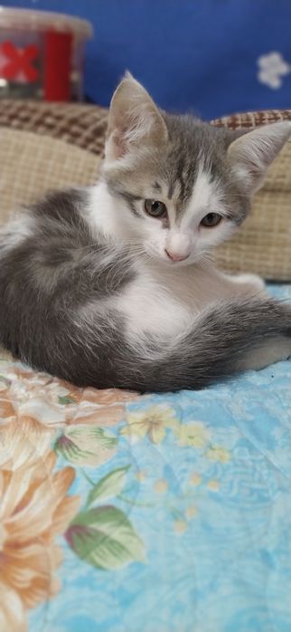 Котята, домашние