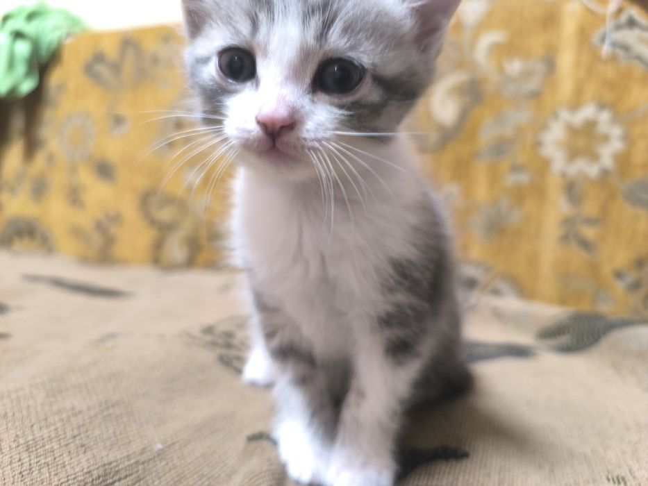 Котята , отдам в добрые руки