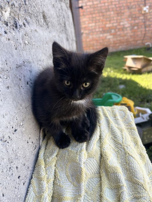 отдам котенка, мальчик