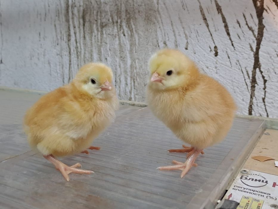 Ломанбраун балапаны сатылады