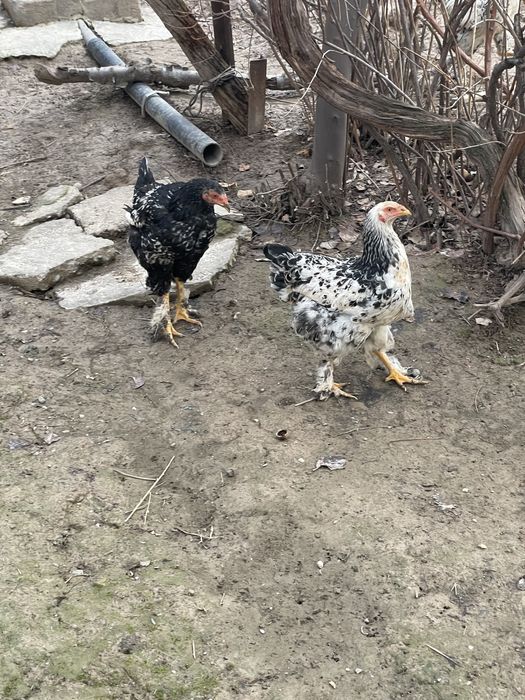 Tovuq Xorozla Sotiladi parodali