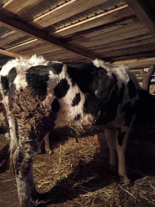 Vând doua junele gestante și un taur