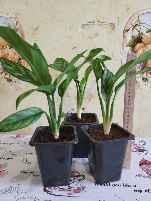 Аглаонема "Мария"