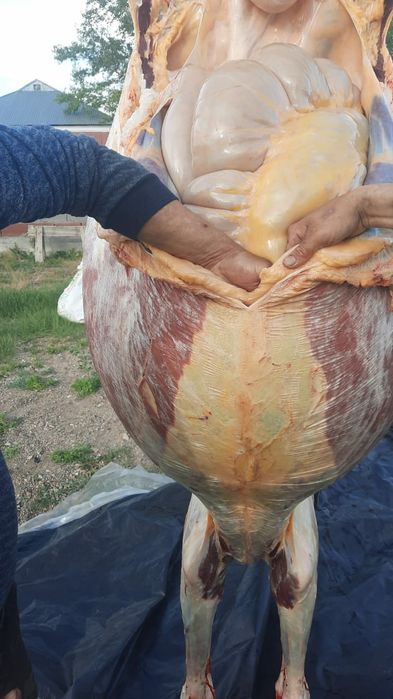 Семіз жас биелер дала семіз