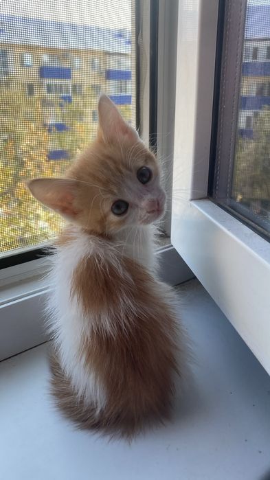 Котята домашние. Үыдың бала мысықтары.