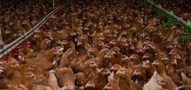 pui alb si pui rasa mixta