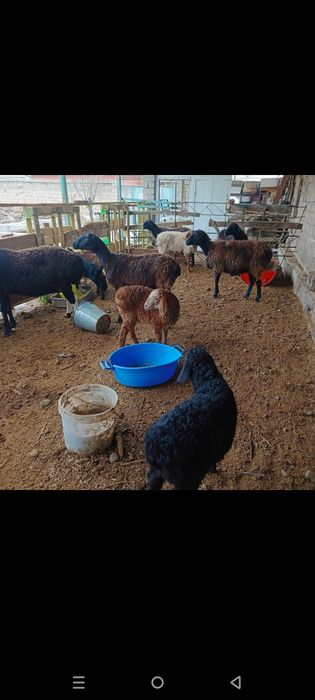 Куй ку́й ургочи бу́гоз ку́й она бола куйлар парода хусори зоддор