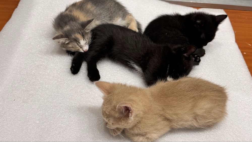 Котята 2 мес ищут дом