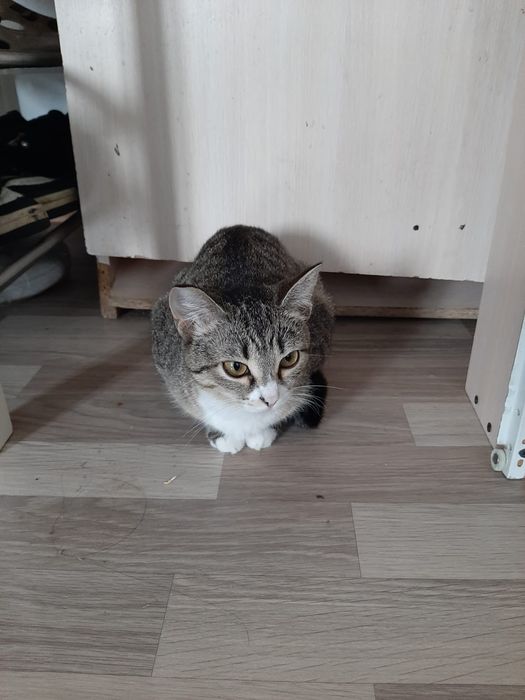 Отдам даром кошку девочку