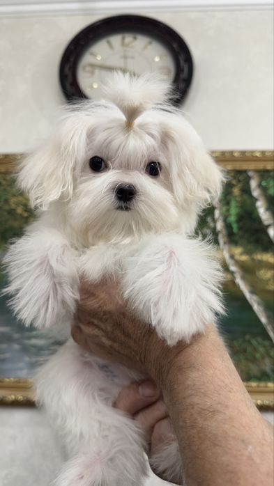 Мини девочка мальтезе беби фейс