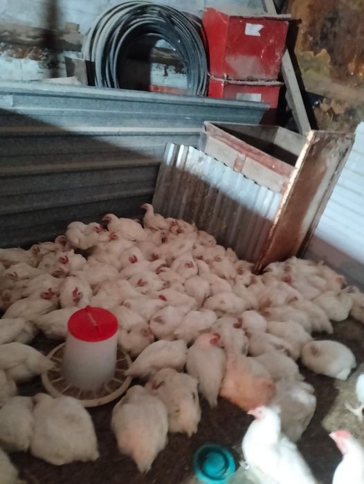 Продам курей , бройлеры