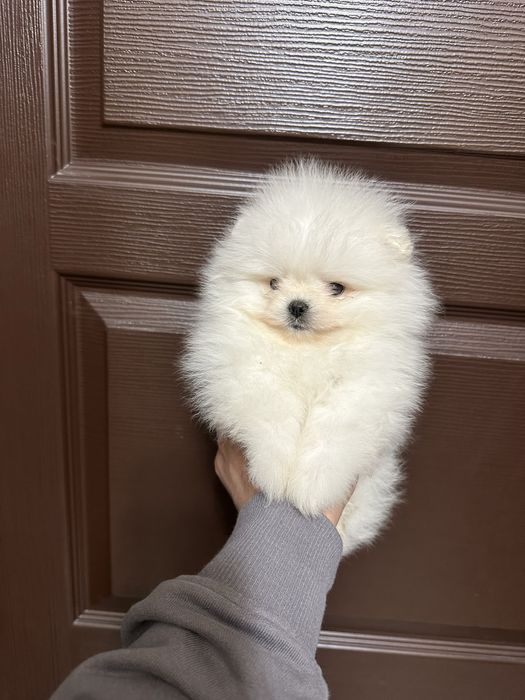 Мини Померан.