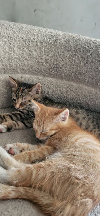 Котята 2 мес. Мальчик и девочка