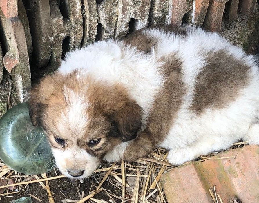 Spre adopție: 4 căței adorabili își caută o familie!