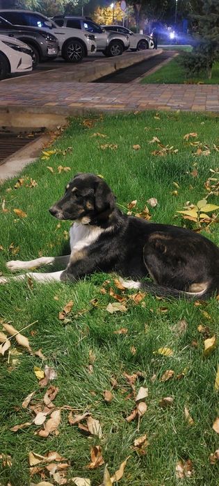 Щенки в добрые руки