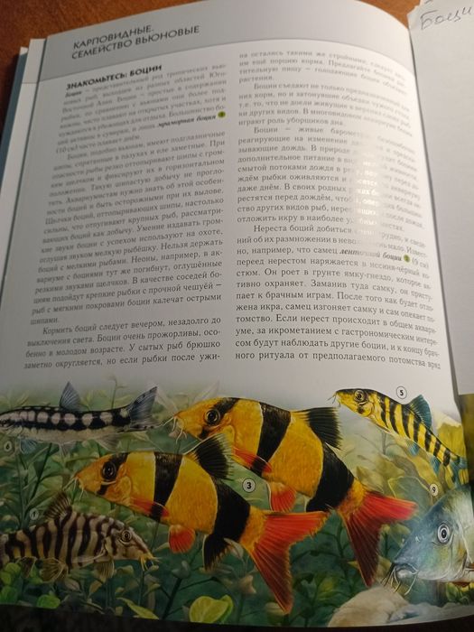 Инциклопедия аквариумные рыбки.