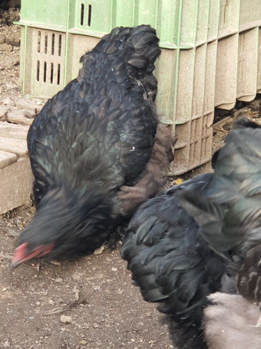 gaini brahma de vanzare