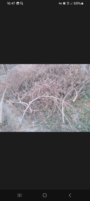 O'tin sotiladi. Tut daraxti.Narhini kelishamiz.