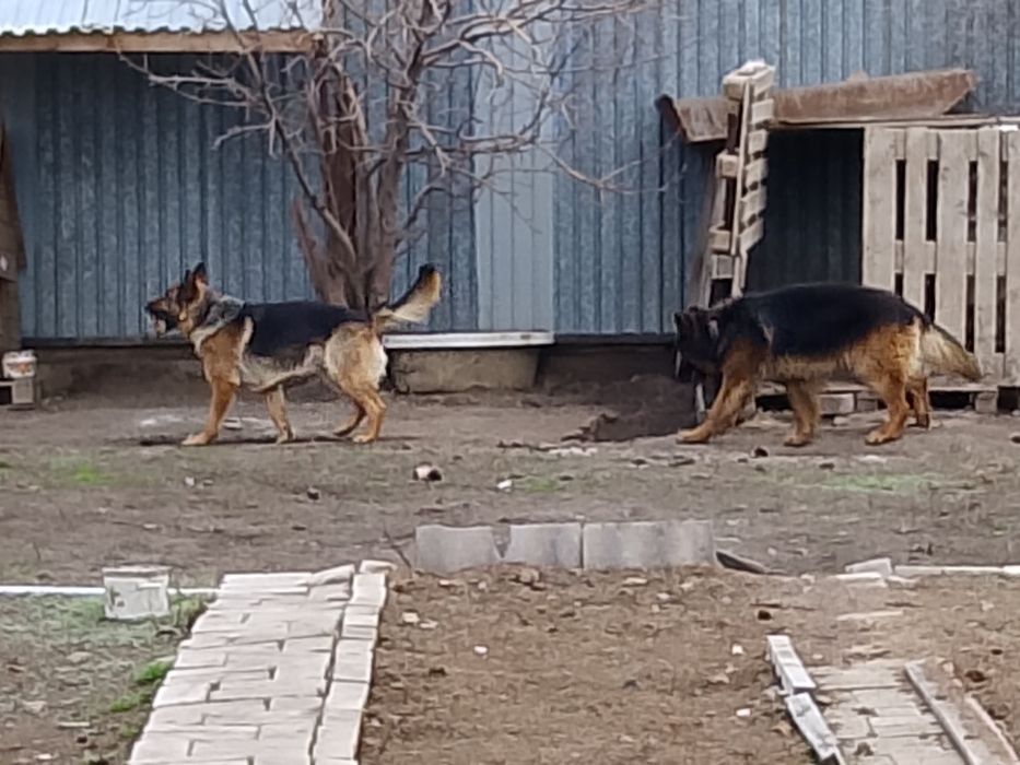 Отдам хорошие руки Мальчик+ Девочка