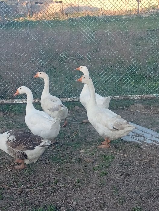 Продаётся гуси семейка